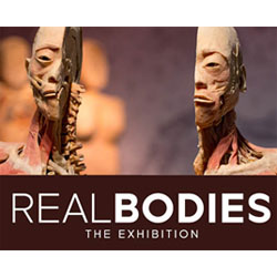 realbodies